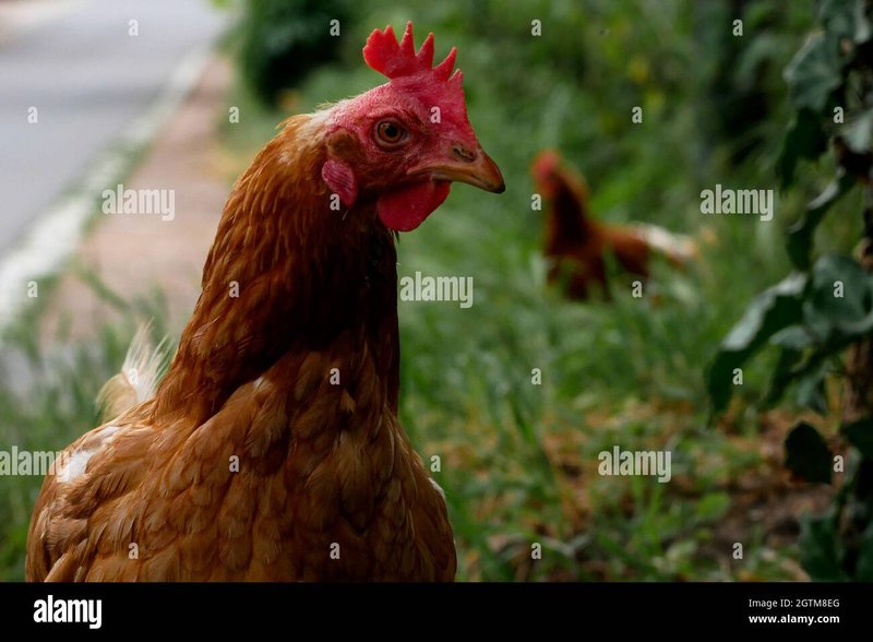 Conoce las Estrategias para Ganar en el Juego de Chicken Road en España